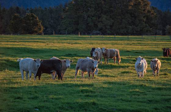 Cook Flat Road Cattle