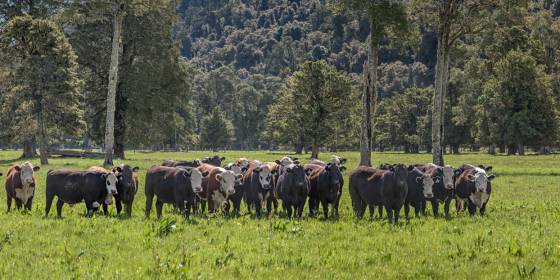 Cow Lineup