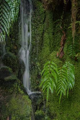 Lake Matheson Ferns