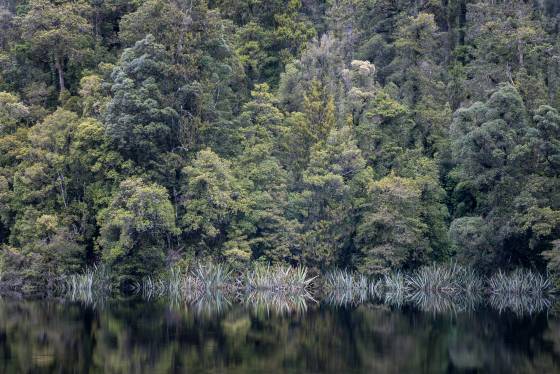 Lake Matheson Reflection