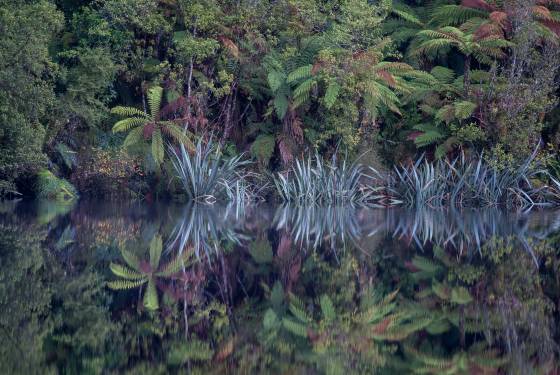 Tree Fern Reflection