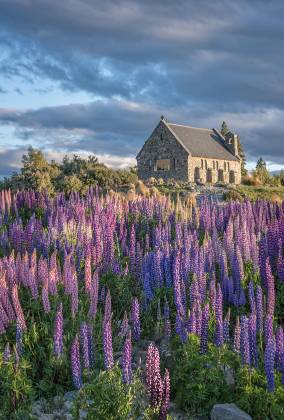 Church of the Good Shepherd and Lupine