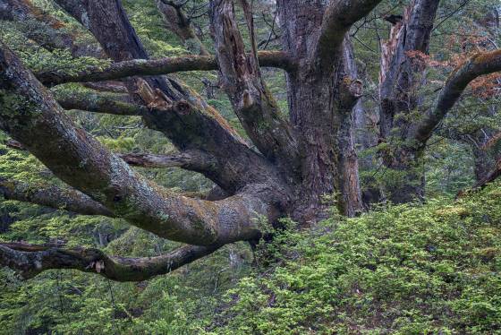 Moss Covered Tree