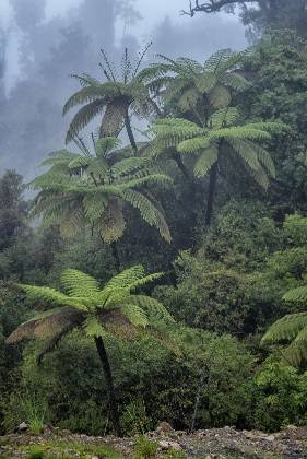 Tree Ferns 1