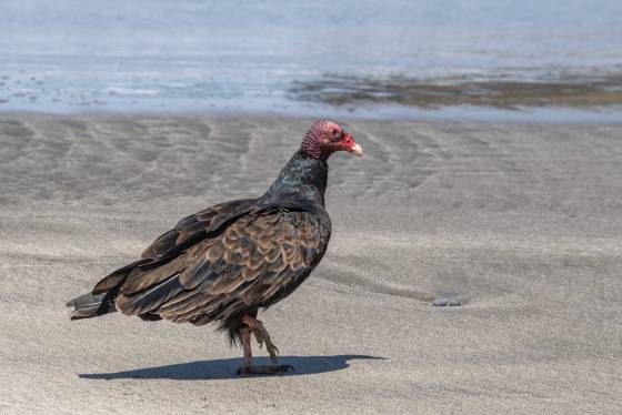 Turkey Vulture Turkey Vulture on Blues Beach near Chadbourne Gulch in California.