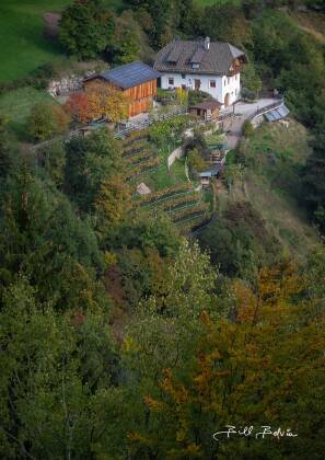 Small Vineyard Small Vineyard near the earth pyramids in Mittleberg, Italy