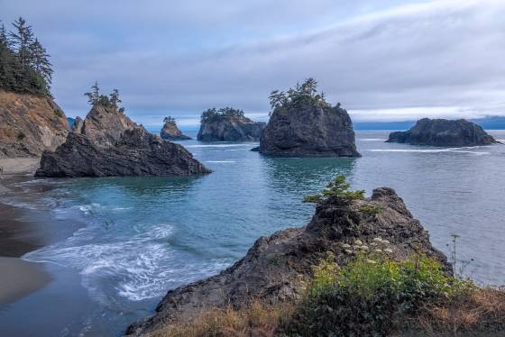 Oregons Secret Beach Queen Anne's Lace at Secret Beach on the Oregon Coast