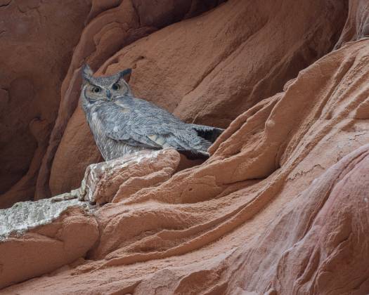 Great Horned Owl Great Horned Owl in Owl Canyon, a wide slot canyon downstream of Mountain sheep canyon, in the Navajo Nation near Page, Arizona.
