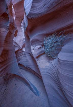 Tumbleweed 1 Tumbleweed in Rattlesnake Slot Canyon in the Navajo Nation.