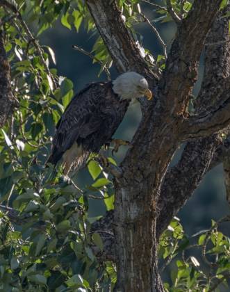 Bald Eagle 2 Bald Eagle seen near the Palouse River.