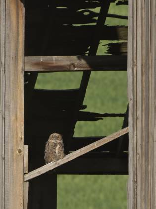 Barn Owl 1 Barn Owl seen in the Palouse, Washington