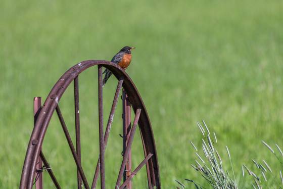 Robin on Wagon Wheel Robin on wagon wheel at the Dahmen Barn in the Palouse