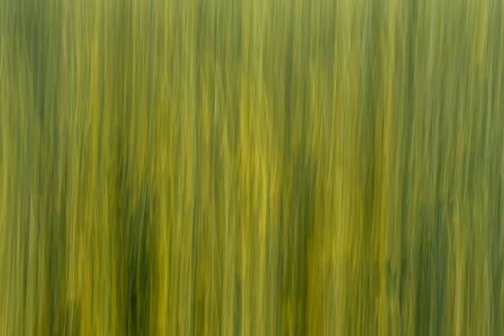 Vertical Blur 1/4 second Vertical blur shot in the Palouse.