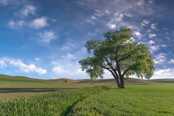 Tennessee Flat Rd Lone Tree No 2 Lone Tree on Tennessee Flat Rd in the Palouse.