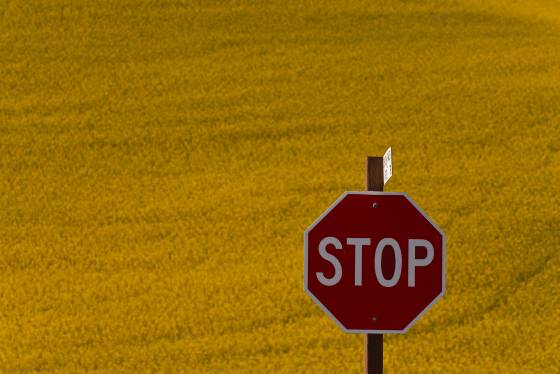 Canola Field and Stop Sign Canola Field and Stop Sign seen on Chicken Ranch Rd in the Paloouse.