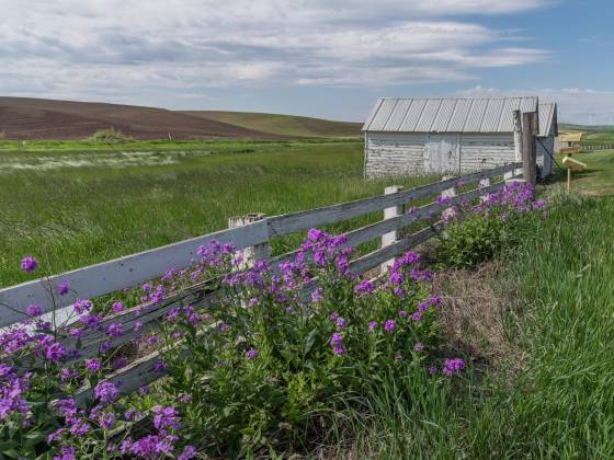 Dual White Sheds 2 White Shed and fence on Trestle Creek Rd in the Palouse.