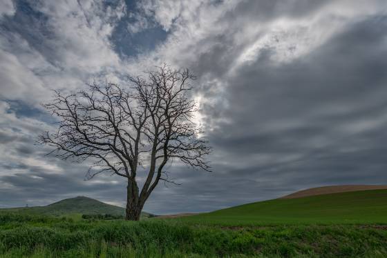 Shahan Rd Lone Tree Lone Tree on Shahan Rd in the Palouse.