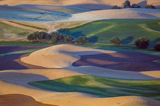 Steptoe Butte 12 Grain field seen from Steptoe Butte in The Palouse
