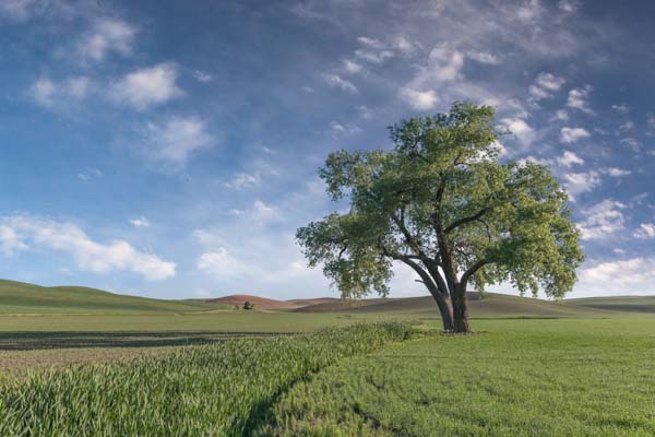 Tennessee Flat Rd Lone Tree