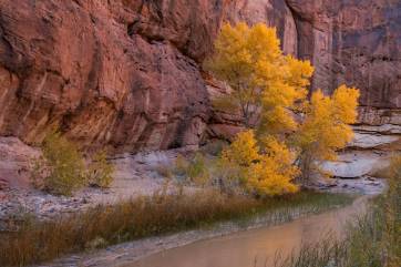 Cottonwood Trees