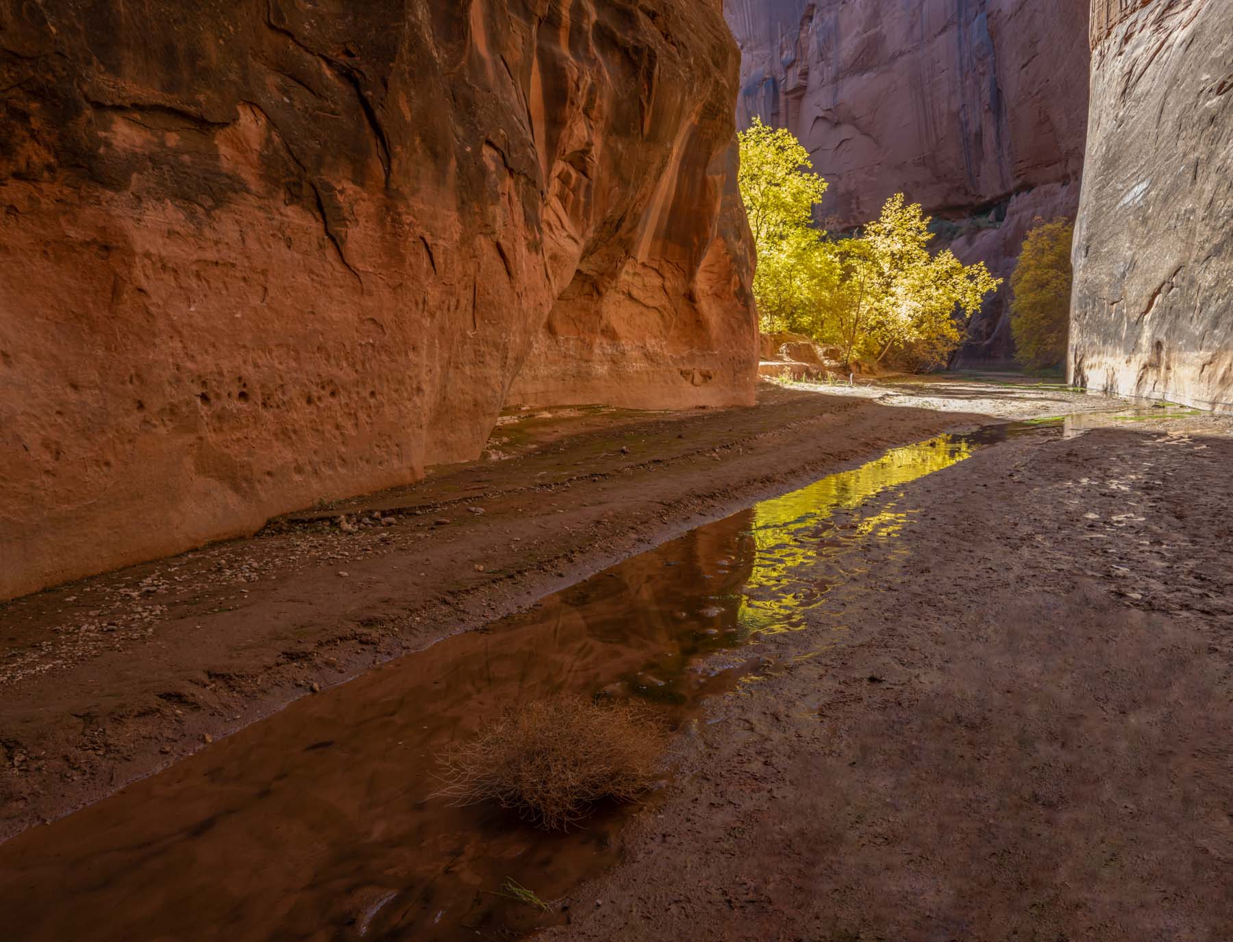 Cottonwood trees near the confluence of Buckskin Gulch and the Paria River