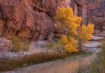 Cottonwood trees on the shore of the Paria River