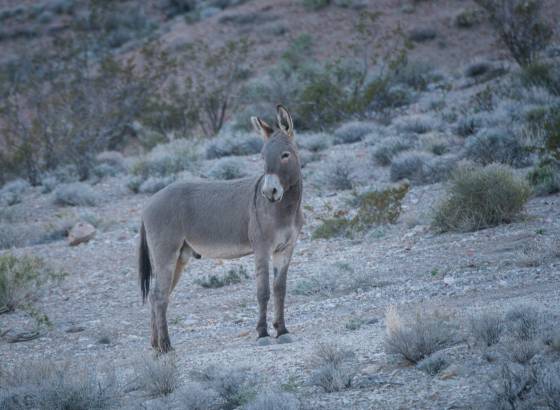 Wild Burro Wild Burro in Rhyolite ghost town, Nevada