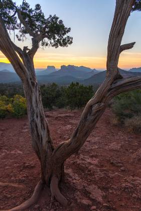 Cathedral Framed 2 Cathedral Rock and Courthouse Butte framed by a Pine Tree.