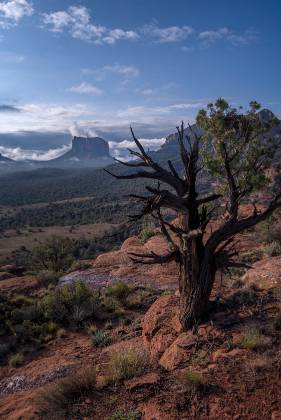 Juniper and Courthouse Butte 1 Juniper and Courthouse Butte in Sedona, Arizona