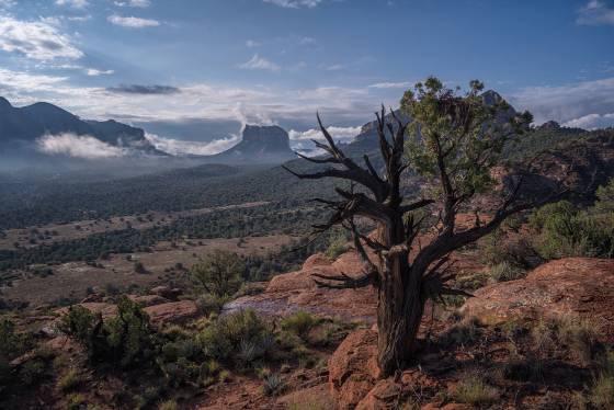 Juniper and Courthouse Butte 2 Juniper and Courthouse Butte in Sedona, Arizona