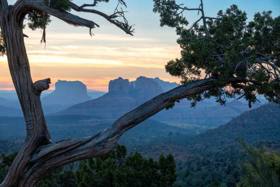 Cathedral Framed 1 Cathedral Rock and Courthouse Butte framed by a Pine Tree.