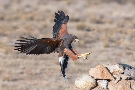 Harris Hawk 1 Harris hawk seen at the Arizona Raptor Experience near Prescott