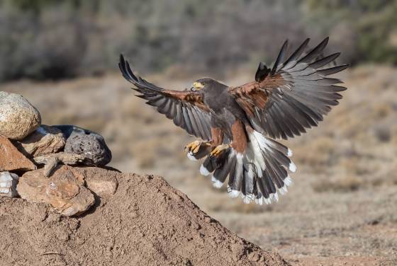 Harris Hawk 2 Harris hawk seen at the Arizona Raptor Experience near Prescott