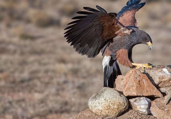 Harris Hawk 3 Harris hawk seen at the Arizona Raptor Experience near Prescott