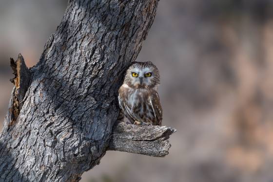 Saw whet Owl 2 Saw whet Owl seen at the Arizona Raptor Experience near Prescott
