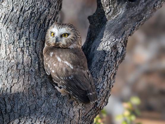 Saw whet Owl 3 Saw whet Owl seen at the Arizona Raptor Experience near Prescott