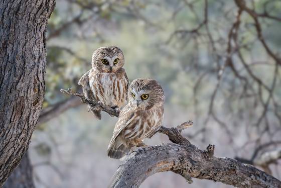 Saw whet Owls Saw whet Owl seen at the Arizona Raptor Experience near Prescott