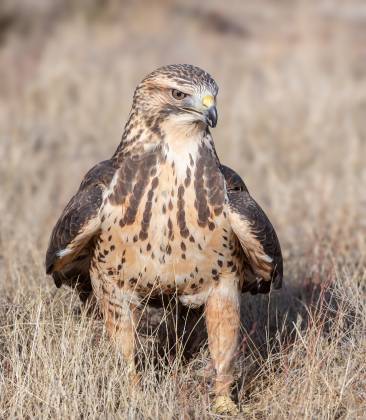 Swainsons hawk Swainsons hawk seen at the Arizona Raptor Experience near Prescott