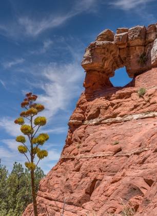 Merry Go Round Arch 2 Century Plant and Arch on Merry Go Round Rock in Sedona