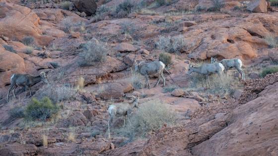Bigh Horn Sheep Big Horn Sheep in the backcountry north of Elephant Rock in Valley of Fire, Nevada