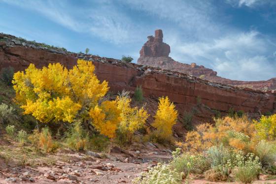 Valley of Gods 1 Fall Color on Cottonwood Trees in the Valley of Gods, Utah