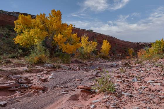 Valley of Gods 2 Fall Color on Cottonwood Trees in the Valley of Gods, Utah