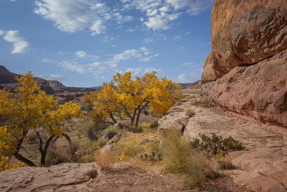 The View from River House Fall Color near River House Anasazi Ruin