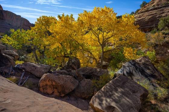 Moonhouse Wash Fall Color near Moonhouse Ruin