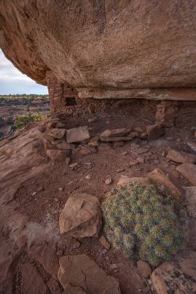 Hedgehog Cactus and The Citadel Ruin The Citadel Anasazi Ruin near Cigarette Road in Southeast Utah