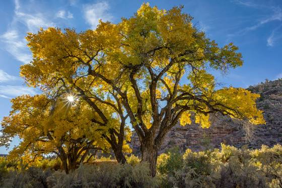 Montezuma Creek Cottonwood Cottonwood along Montezuma Creek near Blanding, Utah