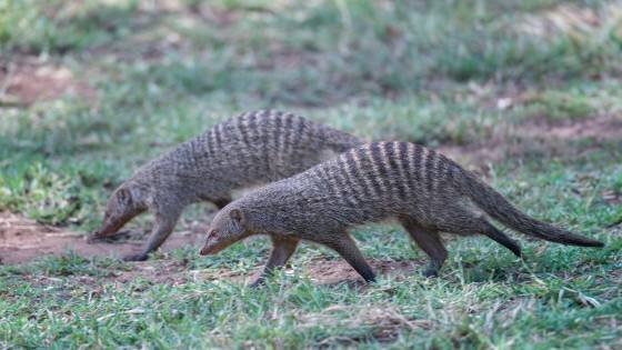 Banded Mongoose Pair Banded Mongooses seen in Tanzania.