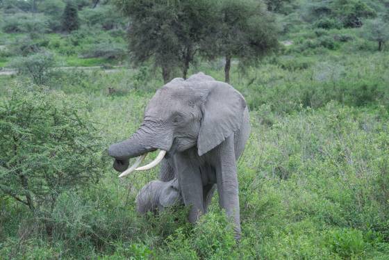 Calf nursing Elephant Calf nursing, seen in Tanzania.