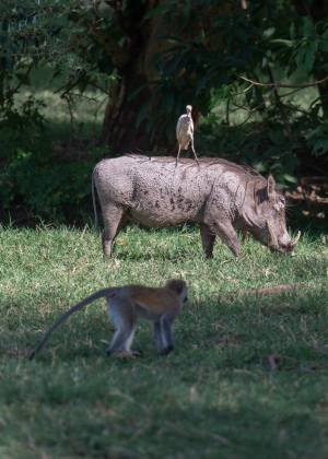 Egret resting on Warthog Egret resting on warthog with vervet monkey in the foreground, seen in Tanzania.