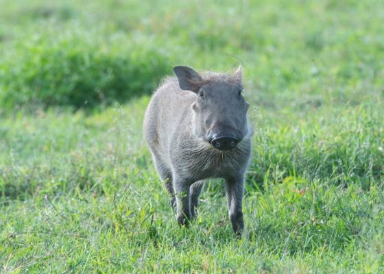 Juvenille Warthog In juveniles, the tusks are smaller and less pronounced than in adults. They seem ot be non-existent here.